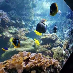 Meet your Posher, Katelyne